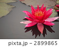 睡蓮の花
