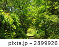 5月　雑木林09新緑