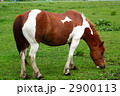 馬