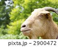 山羊アップ