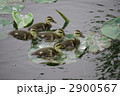 カルガモのヒナ達。