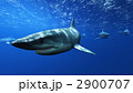 2900707
