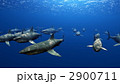 2900711