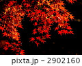素材ナンバー 2902160 : 「THE MOMIJI」