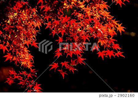 THE MOMIJI