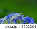 あじさいとクモ
