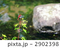 アキアカネ