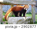 レッサーパンダ