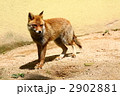キツネ