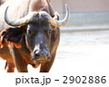 アフリカスイギュウ