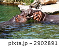 カバのたわむれ