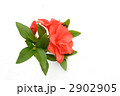 オレンジ色の花