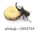 カブトムシ