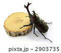 カブトムシ
