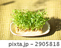 かいわれ大根の栽培