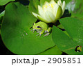 ニホンアマガエルとスイレン
