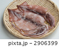 一夜干イカ