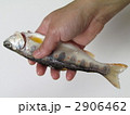腹側からアマゴ手づかみ　ヨコ方向