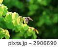 若葉のカツラ