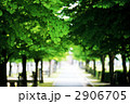 若葉のカツラ