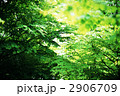 若葉のカツラ