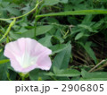 ヒルガオ