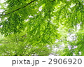 6月　カツラ・カツラ科09新緑