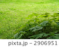 6月　フキ・キク科05