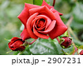 テラコッタ
