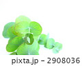 ユーカリの葉
