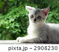 夏緑と子猫