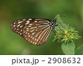リュウキュウアサギマダラ