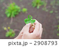 ハートの三ッ葉