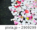 水面に浮ぶ花びら