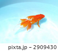 金魚