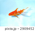 金魚