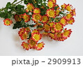 小菊