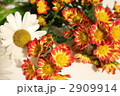 小菊と浜菊