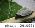 クサガメ