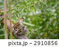 雀の親子