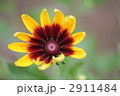 ルドベキアの花