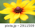 ルドベキアの花