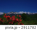 初夏の信州　乗鞍岳とレンゲツツジ