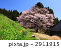 広島県円正寺の山桜
