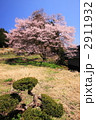 広島県円正寺の山桜