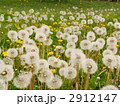 セイヨウタンポポの綿毛