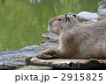 カピバラのポートレート