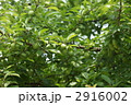 スモモの実がなりました。