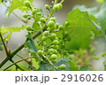 早く大きくな～れ❢