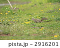 ニホンリス